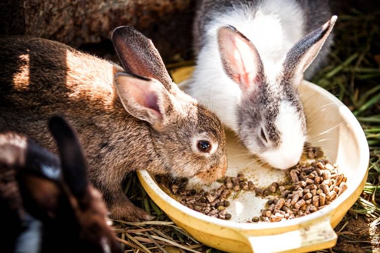 Как правильно и в каком количество можно кормить кроликов одуванчиками