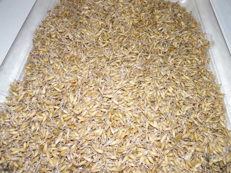 Как прорастить пшеницу для кур в домашних условиях