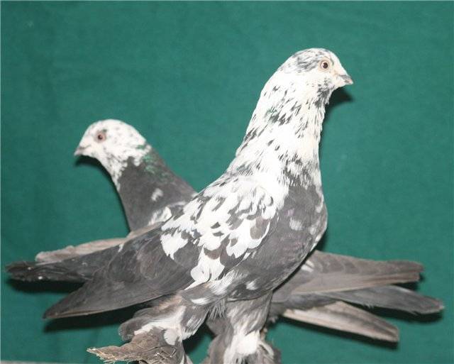 Узбекские голуби: виды, описание, уход, правила содержания и интересные факты