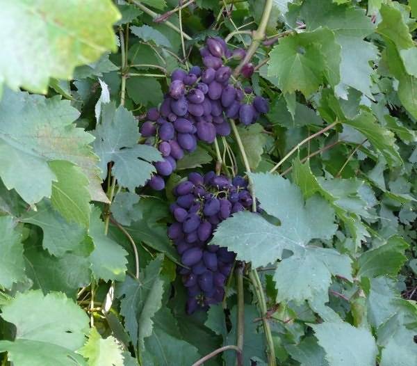 Ранние сорта винограда для средней полосы. виноград: топ-7 сортов для средней полосы