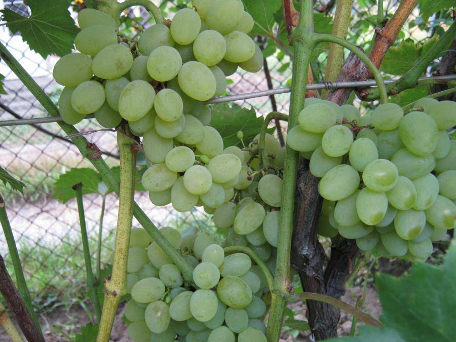 Виноград августин описание и характеристика сорта, выращивание и уход, отзывы, фото