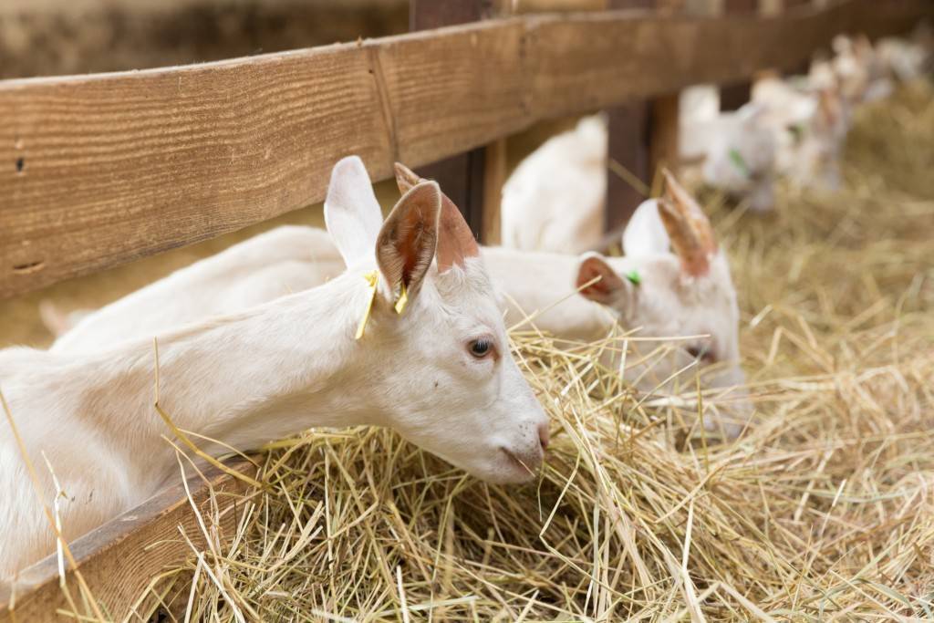 У козы понос что делать, причины диареи у козлят, как лечить в домашних условиях