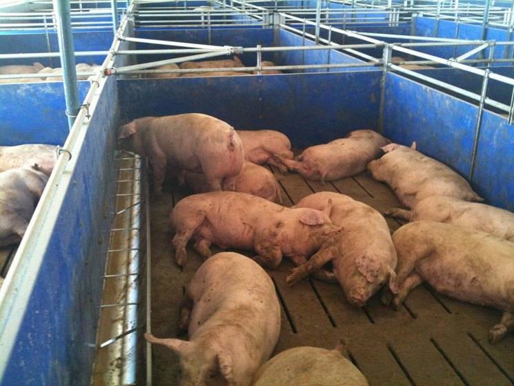 Кормление свиней:примерные рационы,нормы и подготовка кормов