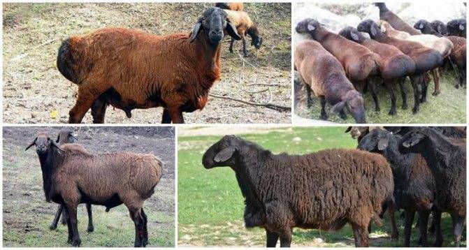 Гиссарская порода овец: особенности и содержание
