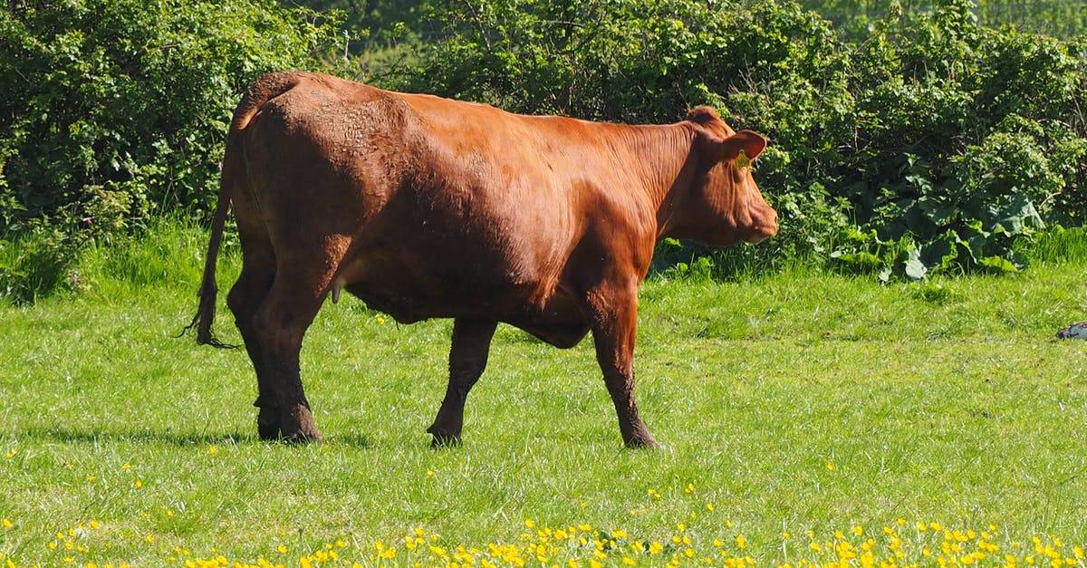 Калмыцкая порода коров: характеристика, фото, содержание и уход