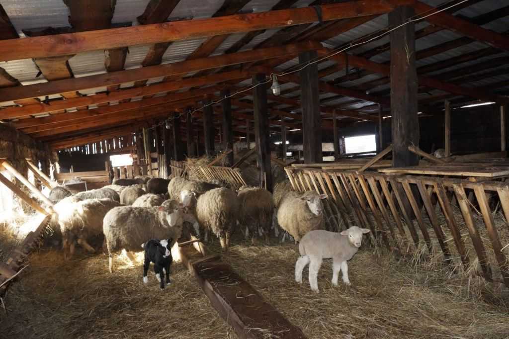 Разведение овец как бизнес: с чего начать, основные затраты