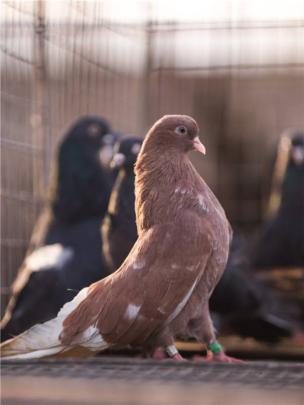 Курские голуби – редкая и интересная порода