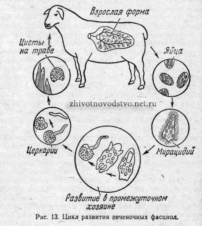 Гельминтозы у животных