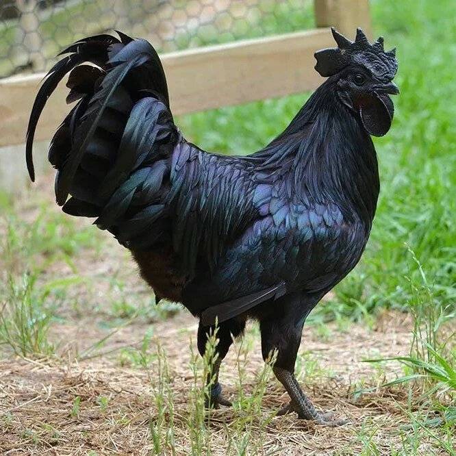 ᐉ ухейилюй порода кур описание – китайская черная курица с зелеными яйцами - zooshop-76.ru
