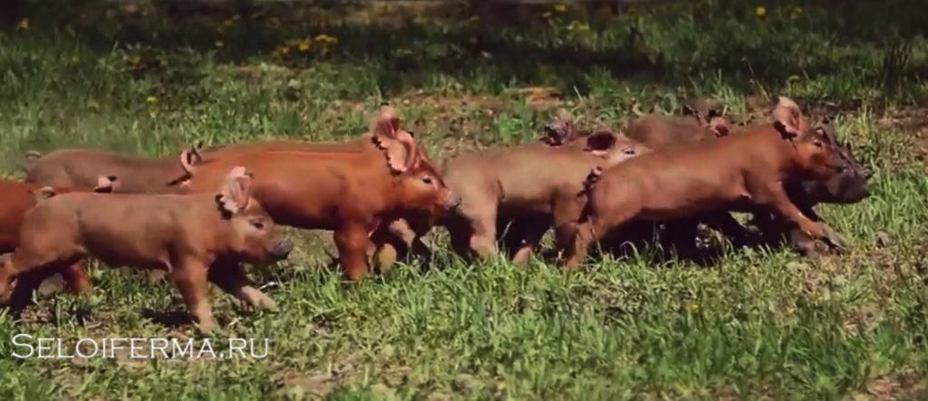 Свиньи дюрок — характеристика, происхождение, содержание и кормление, перспективы разведения. | cельхозпортал