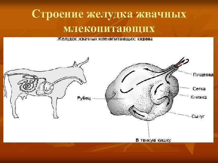 Схема строение пищеварительной системы млекопитающих