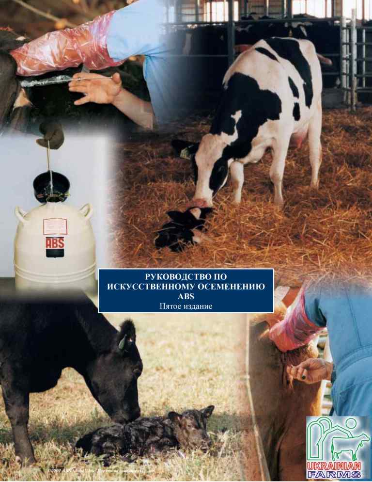 Способы и виды искусственного осеменения коров