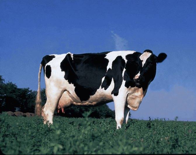 Описание и характеристики черно-пестрой молочной породы коров