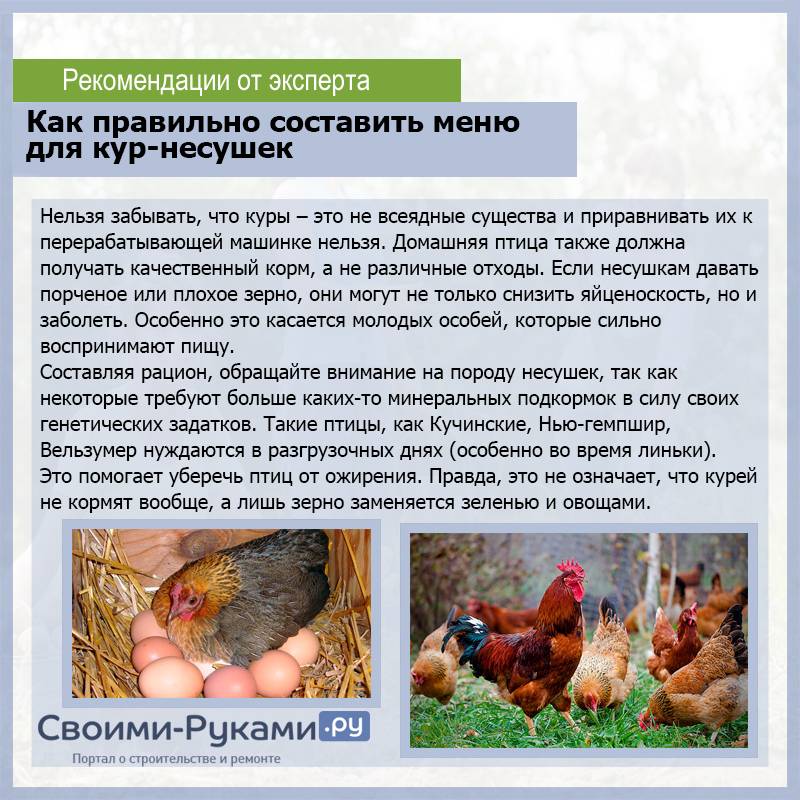 ᐉ какое зерно лучше для кур несушек - zoomanji.ru