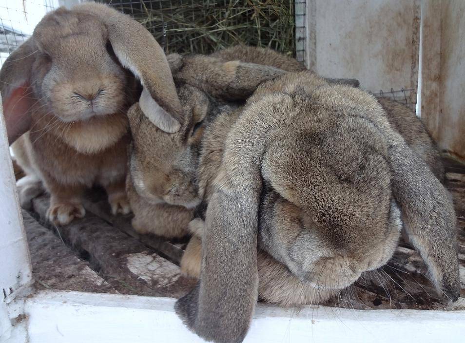 Кролики породы французский баран описание. разберем особенности породы кроликов французский баран