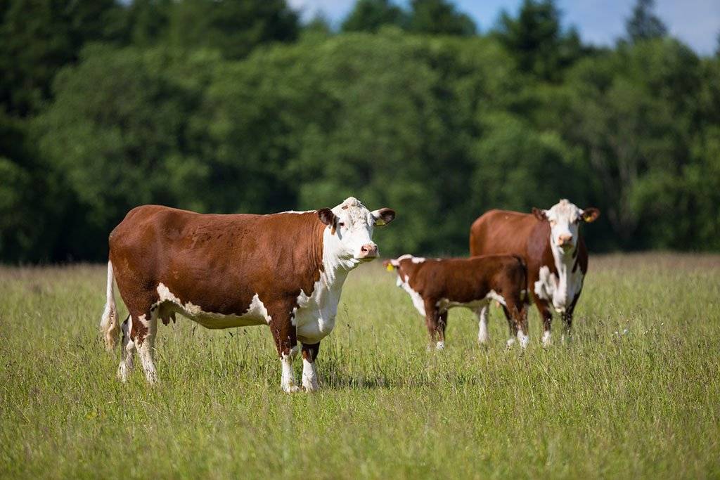 Герефордская порода коров: особенности содержания, питания и разведения. мясная герефордская порода коров: характеристика