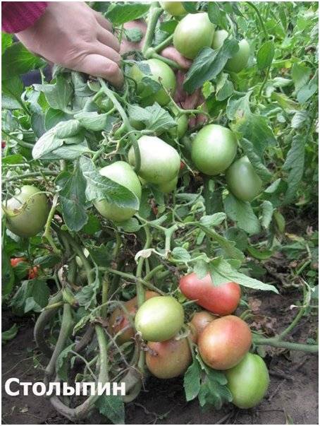 Описание томата столыпин: посадка, правила выращивания, отзывы аграриев