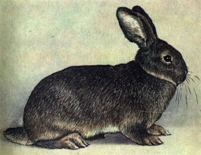 Кролик серый великан: описание породы