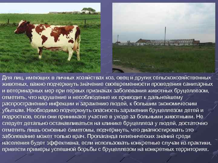 Самые распространённые болезни коров