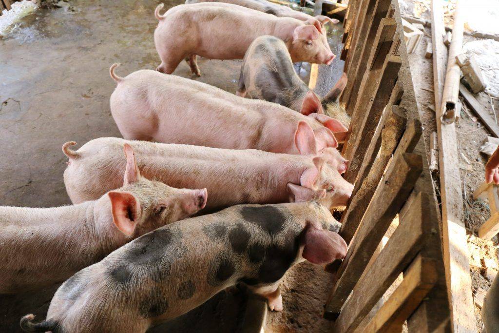 Домашнее разведение свиней как бизнес: основные правила и бизнес-план — finfex.ru