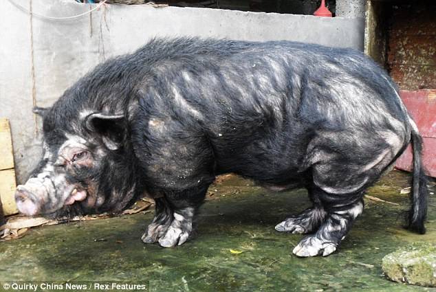 Самая большая свинья в мире: рекорды и крупные породы