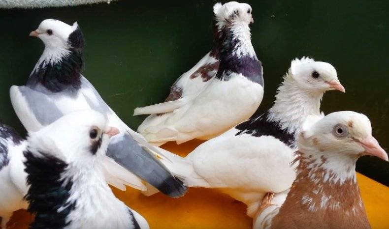 Бакинские бойные голуби: фото бакинцев, виды и содержание