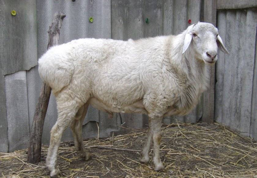 Эдильбаевская порода овец: продуктивность и перспективы содержания