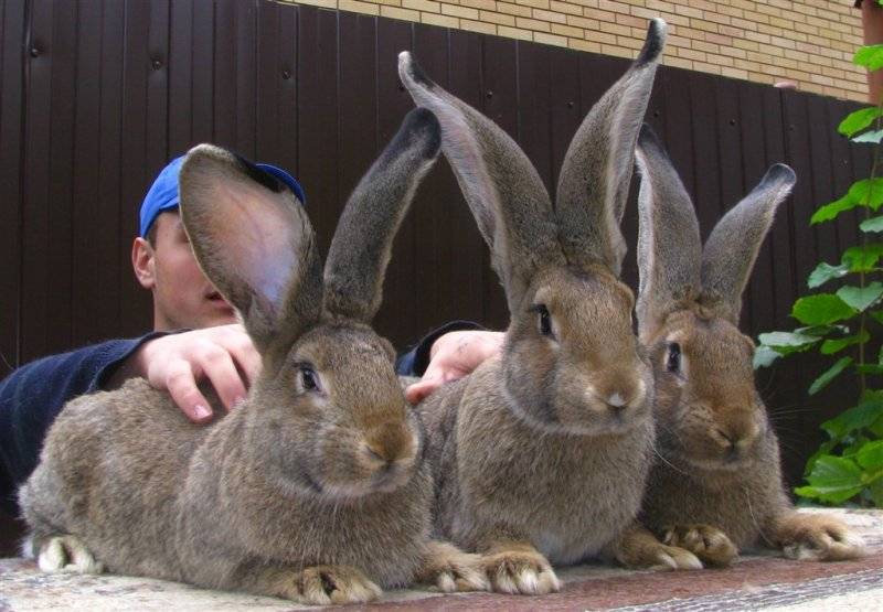 Кролики ризен: великаны из германии