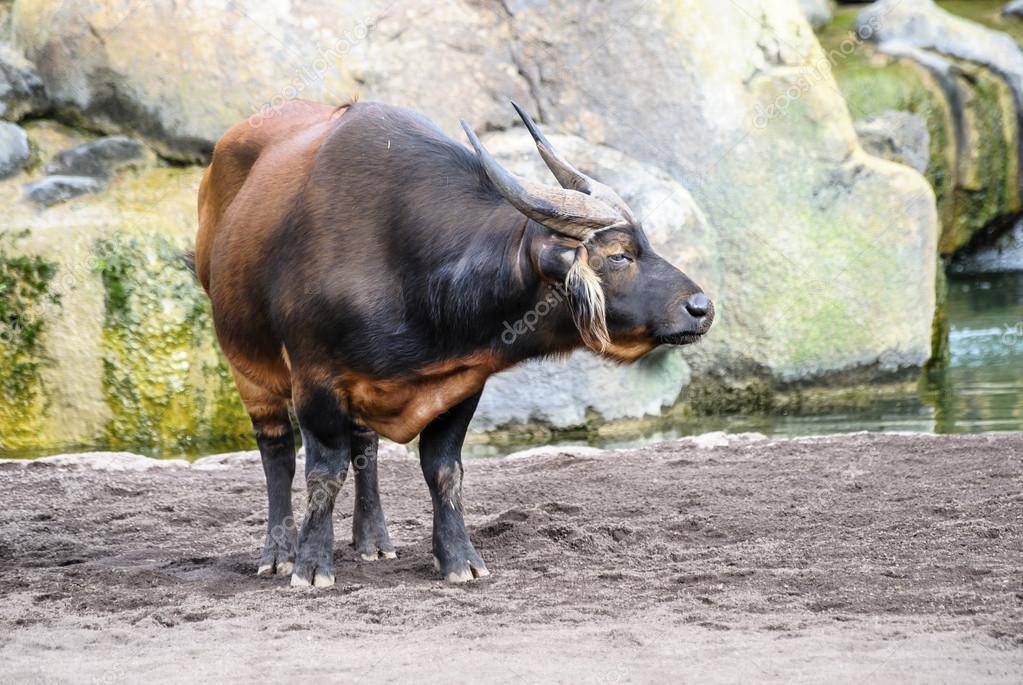 Низкорослый буйвол: описание вида, образ жизни малорослого быка, численность карликовых быков