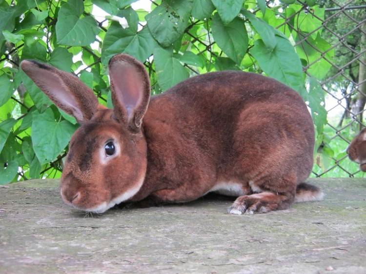 Характеристики, виды и особенности разведения кроликов рекс