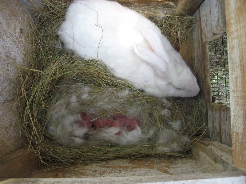 Почему крольчиха съедает своих крольчат сразу после окрола, на 2 и 3 день, через неделю