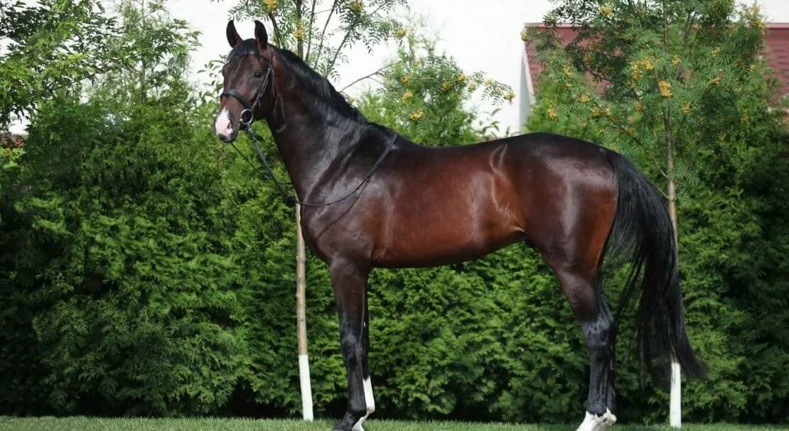Ганноверская лошадь: описание породы, фото жеребцов и кабыл
