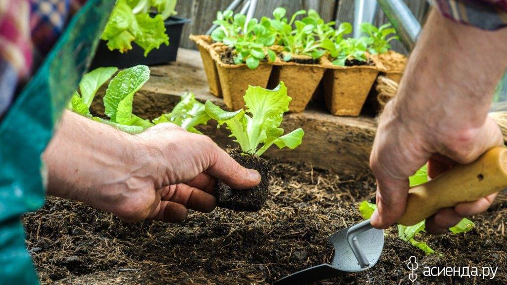 Работы в саду и огороде в августе – полезные советы «зеленой грядки» по основным вопросам