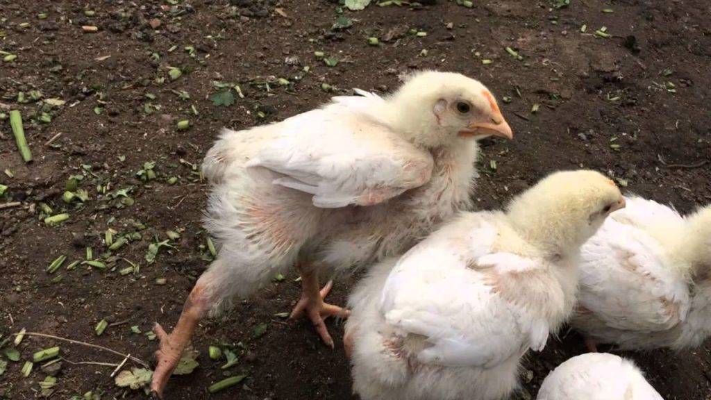 От чего дохнут цыплята — основные болезни