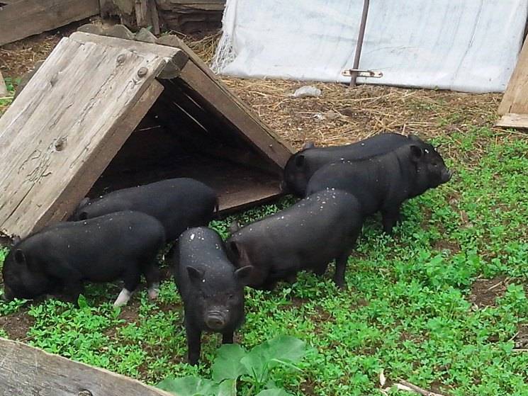 Сколько ходит беременная свинья, опорос вьетнамских свинок первый раз, сколько вынашивает поросят