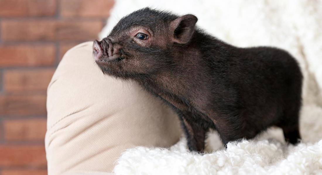 Минипиг: домашние мини свинки в квартире в домашних условиях, содержание и уход