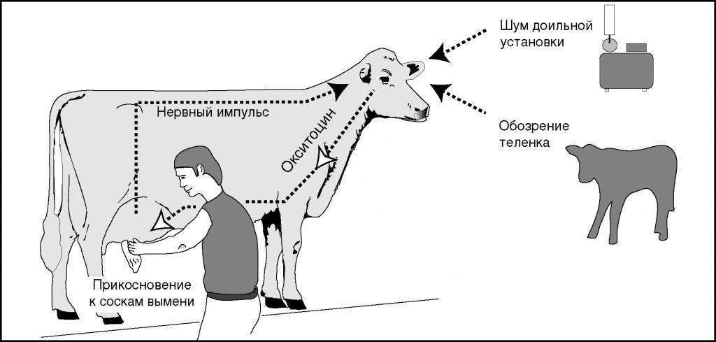 Как правильно кормить коров: нормы и рацион