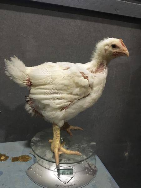 Почему цыплята не растут и не набирают вес: что делать и как лечить? причины и меры профилактики