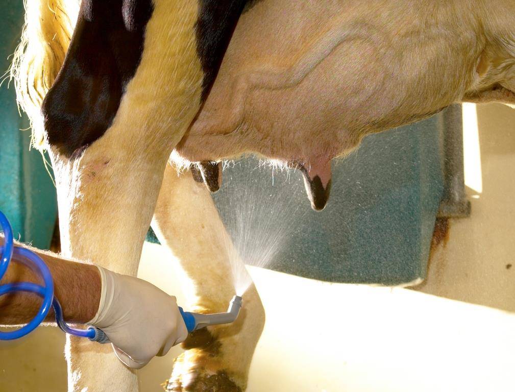 ᐉ как правильно доить корову доильным аппаратом? - zooon.ru