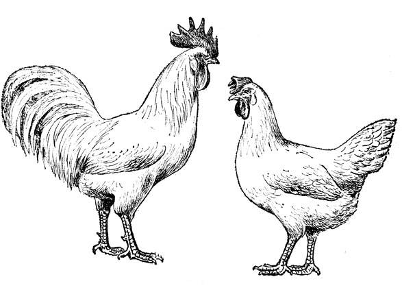 Породы белых кур несушек и мясных птиц с фотографиями, названиями и описанием