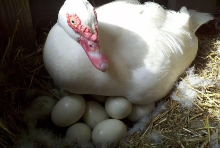 Когда начинают нести яйца индоутки, в каком возрасте, в каком месяце
