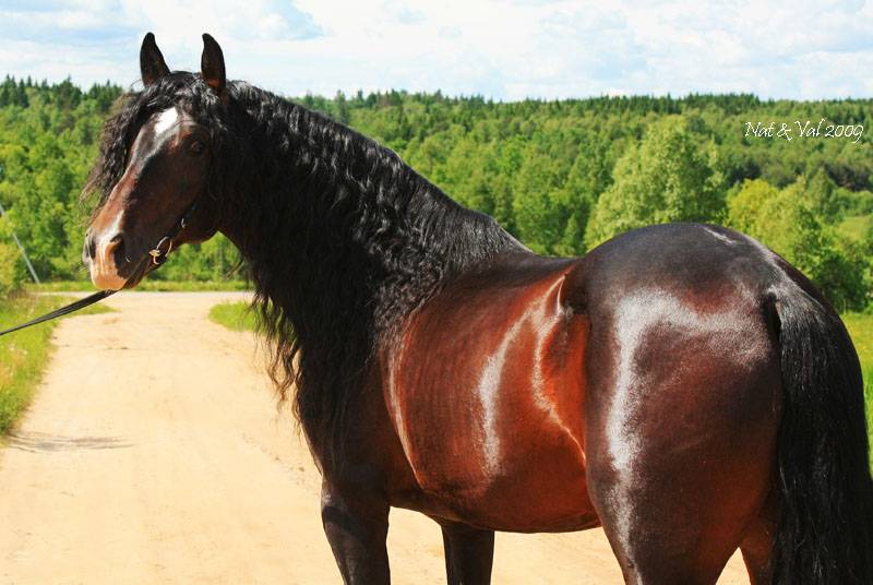 Андалузская лошадь: история происхождения испанского коня, особенности породы, современное применение жеребцов
