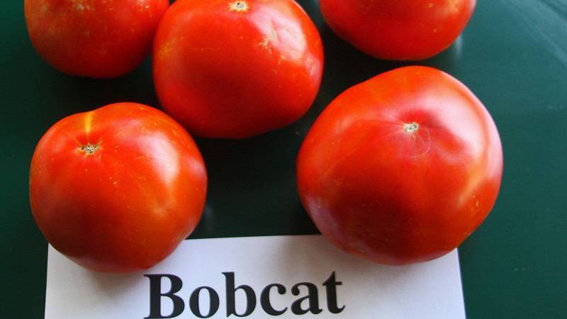 Характеристика сорта томата бобкат, его описание и особенности выращивания