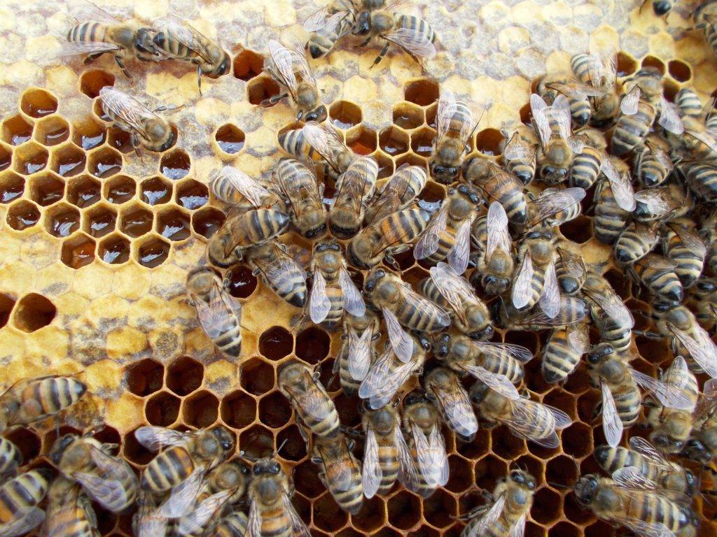 Пчеловодство для начинающих: советы опытных пчеловодов по обустройству пасеки с нуля