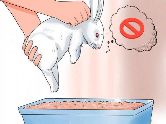 Приучение кролика к лотку | информационный портал о карликовых и декоративных кроликах