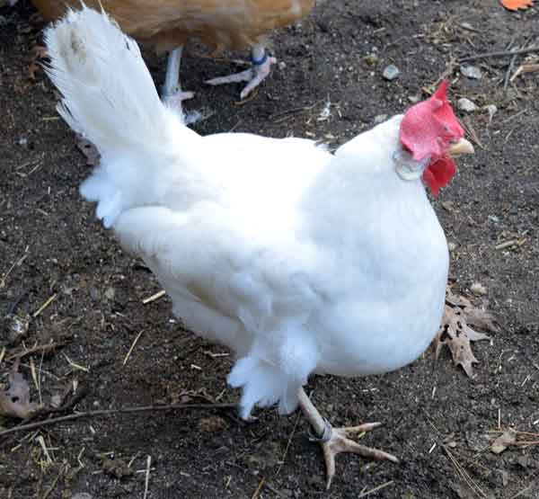Особенности ухода и разведения куриц породы браун ник