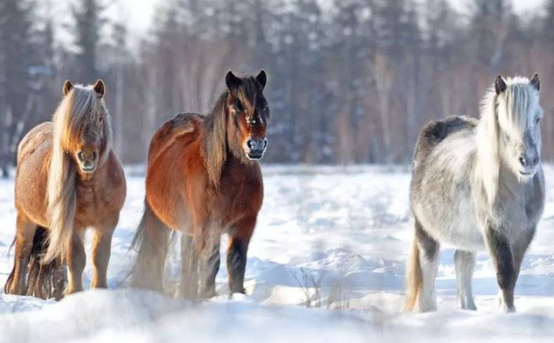ᐉ чистокровные породы лошадей: особенности, характеристики - zooon.ru