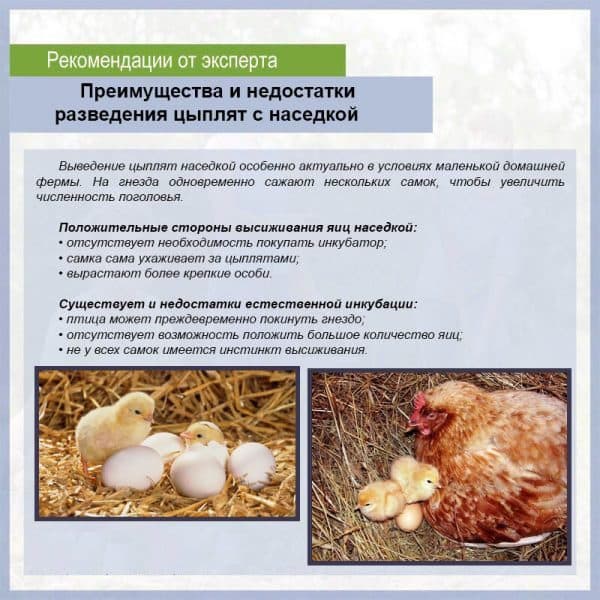 Как вывести цыплят в инкубаторе- подробная инструкция