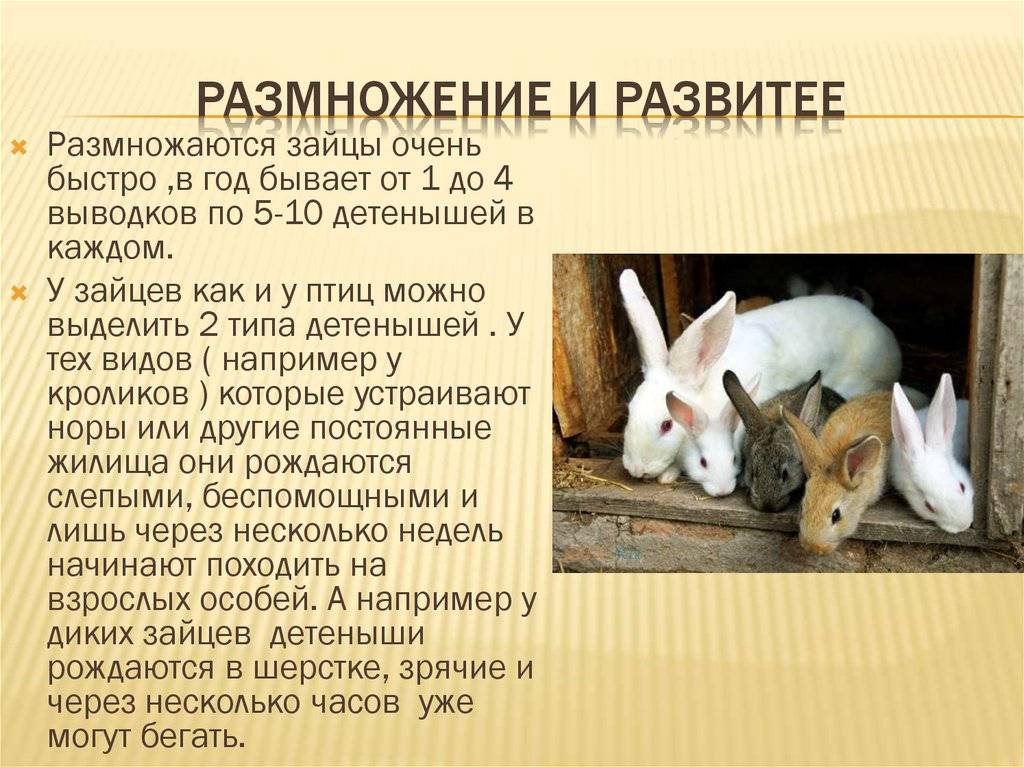 Львиноголовые кролики: особенности породы, уход, питание, содержание