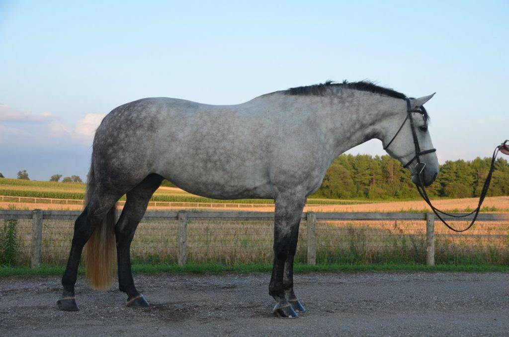 Рыцарский конь в россии: что мы знаем о лошадях породы першерон